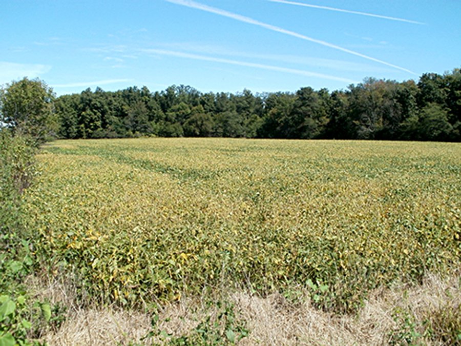 AUCTION-20+/- ACRES OFFERED IN 2 TRACTS IN WAYNE COUNTY